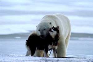 polar-bear-dogs-1